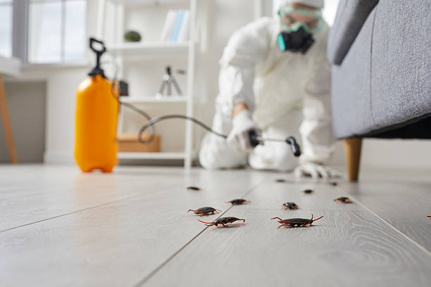 Commercial Kitchen Cockroach Control in Kimberly
